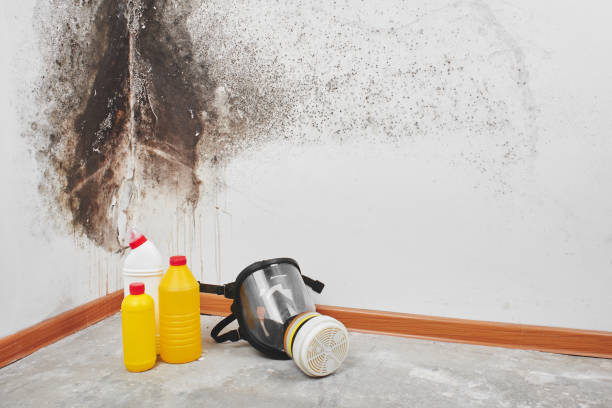 National City, CA Mold Remediation Company